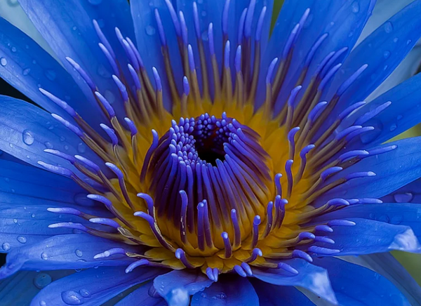 Ayurvedic Movement Class + Blue Lotus Tea